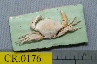 藏品(平額石扇蟹)的圖片
